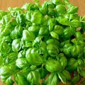 Basil Seeds Genovese Sweet Large Leaves Non-GMO 500 Seeds for Pesto - Ocimum basilicum
