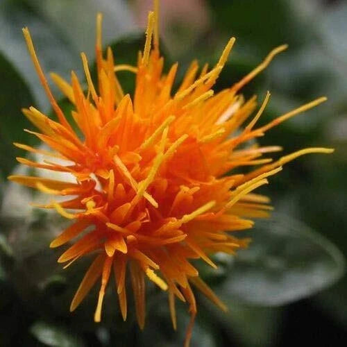 Safflower Seeds 300 ct Yellow Orange Flower Carthamus Tinctorius Garden Plant