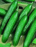 Beit Alpha Cucumber Seeds - 100+ Heirloom Organic Seeds - Persian Lebanese Variety - Cucumis sativus
