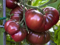 Organic Black Brandywine Tomato Seeds - 50+ Heirloom Seeds for Summer Garden & Container Planting (Solanum lycopersicum)