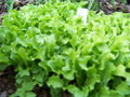 875 Seeds Lettuce Black Seeded Simpson - Heirloom Vegetable Seeds - Lactuca sativa - Non-GMO, Easy to Grow