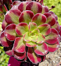 Rare Aeonium Mardi Gras Succulent Cutting 3-4 Inches Variegated Unrooted Plant