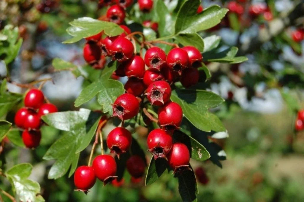 Hawthorn Live Plant - Rooted 4" Pot - Crataegus Monogyna - Hardy Shrub for Landscaping and Gardens
