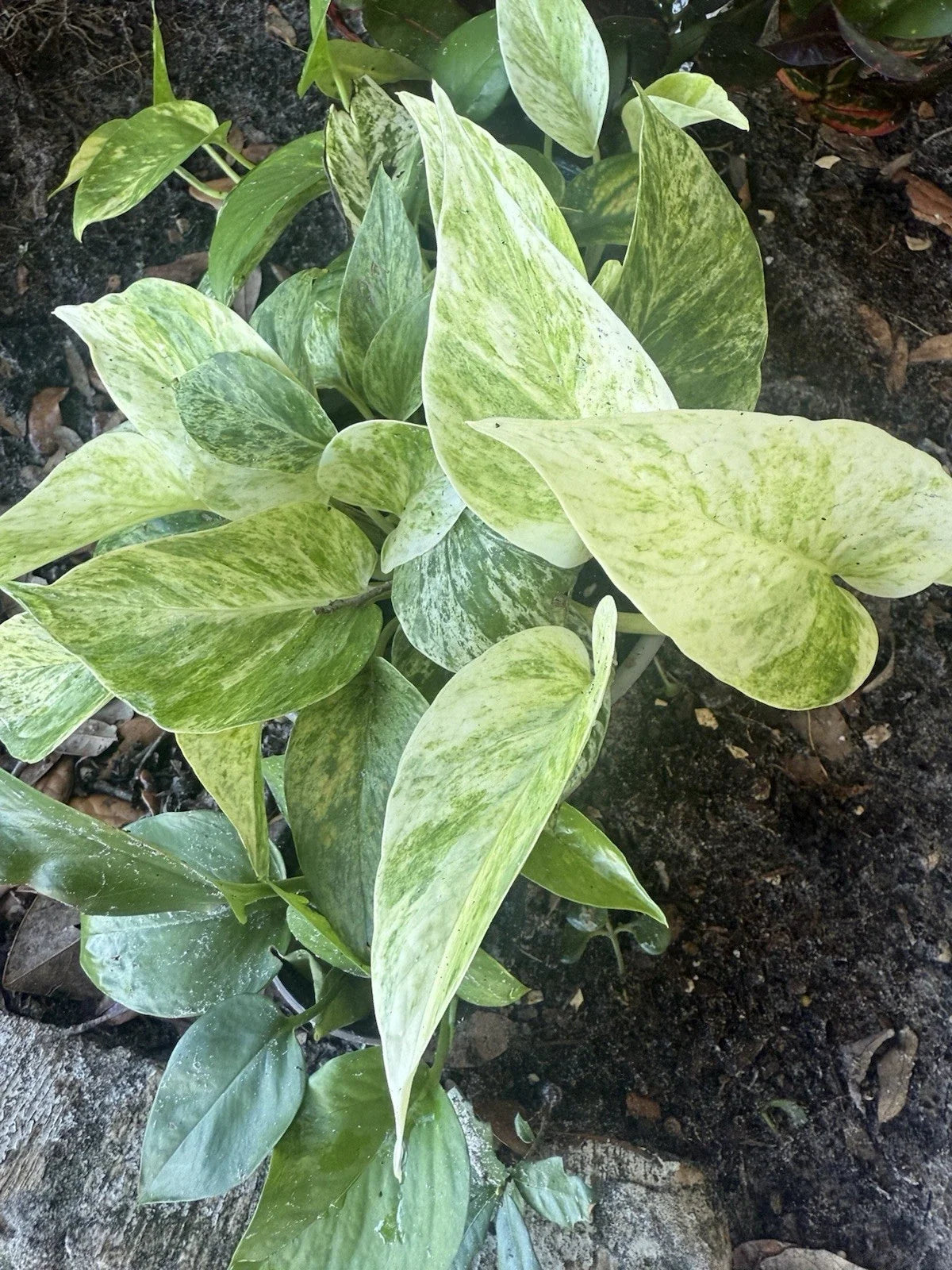 5 Assorted Pothos Cuttings Bundle - Golden, Jade, Snow Queen, Summer Night - Epipremnum aureum Rooted Plants for Beginners