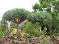 Dragon Blood Tree Seeds - 6 Seeds - Dracaena Draco for Planting - Rare Tropical Plant Seeds