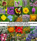Wildflower Seed Mix - 1000 Non-GMO Seeds - 38 Species Variety - Mother Nature’s Super Mix