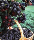 Black Hawk Raspberry Plant 1-2 yr Old Hardy Fruit Rubus occidentalis Self-Pollinating, Cold-Hardy, High-Yield
