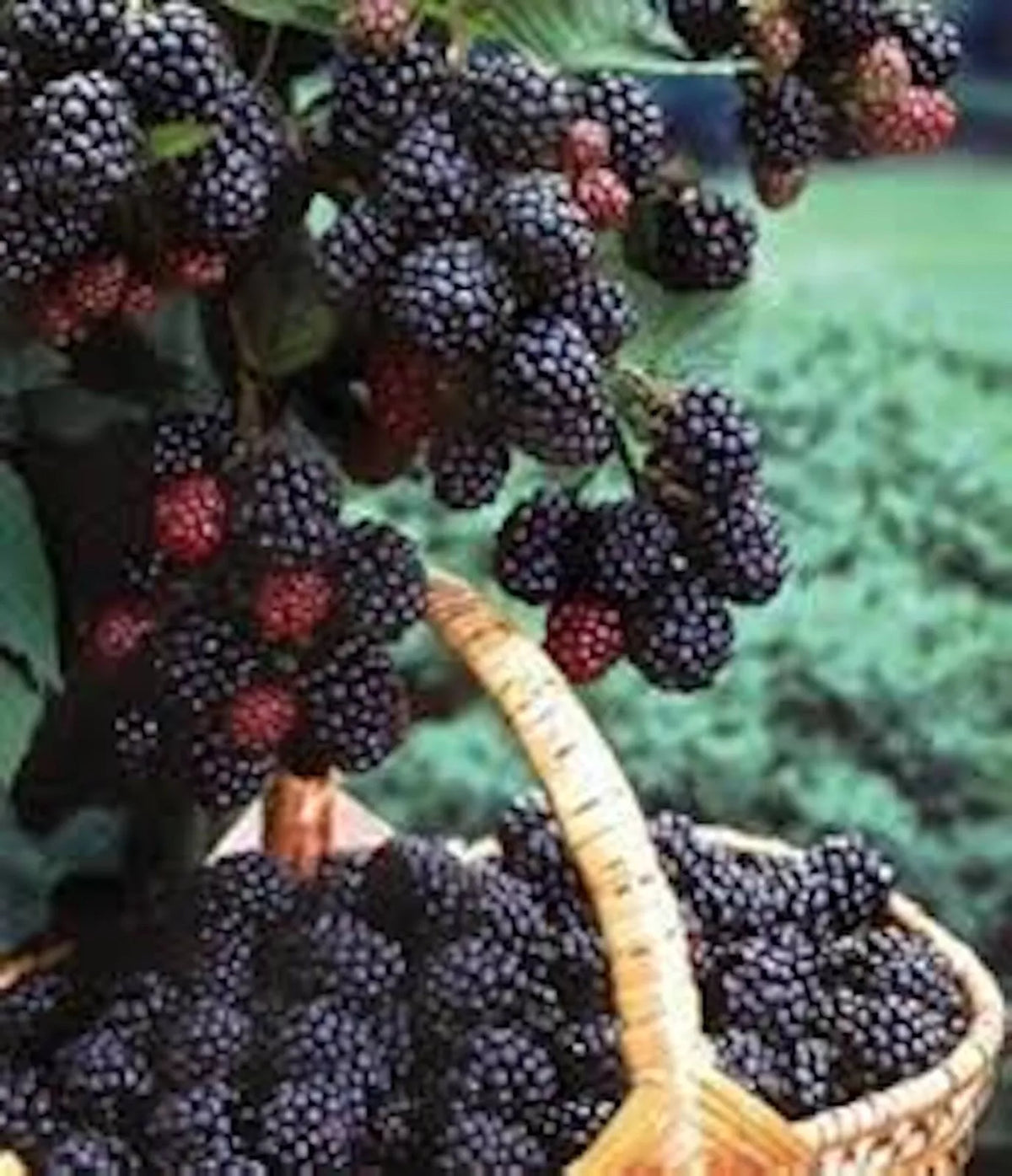 Black Hawk Raspberry Plant 1-2 yr Old Hardy Fruit Rubus occidentalis Self-Pollinating, Cold-Hardy, High-Yield