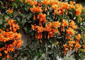 Phyrostegia Vine Starter Plant - Small Rooted Florida Flame - Hummingbird Attracting Perennial Plant