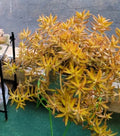Coppertone Stonecrop Cuttings - 6 Sedum Adolphi Succulents - Vibrant Yellow-Orange Foliage for Indoor/Outdoor Gardening