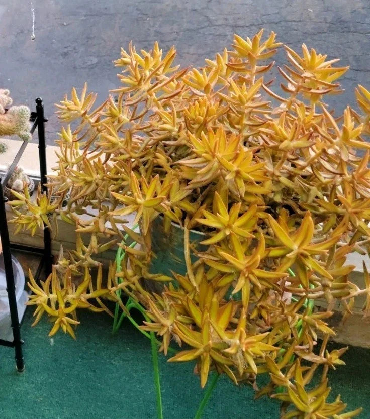 Coppertone Stonecrop Cuttings - 6 Sedum Adolphi Succulents - Vibrant Yellow-Orange Foliage for Indoor/Outdoor Gardening
