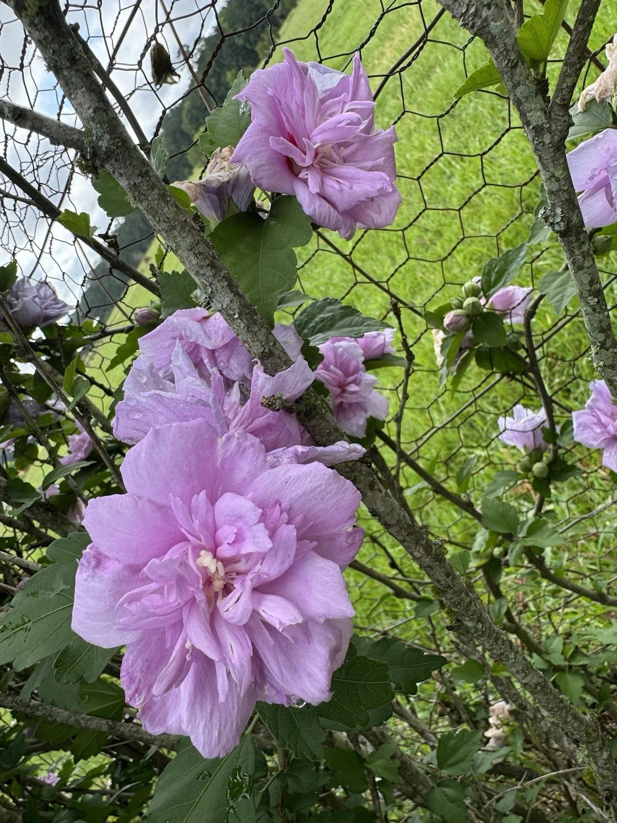 Fresh Cut Purple Double Rose of Sharon Flowers - Hibiscus syriacus - 5 Stems