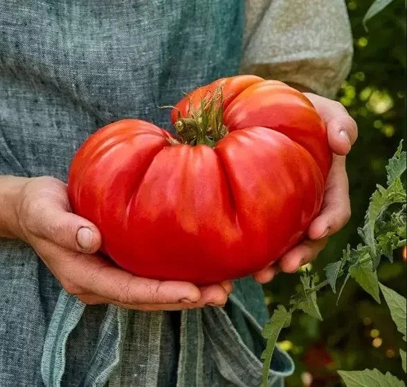 Giant Beefsteak Tomato Seeds - 10+ Organic Heirloom NON-GMO - Fresh Vegetable Seeds (Solanum lycopersicum)