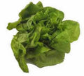 Heirloom Lettuce Seed Collection - 4 Top Varieties - Organic Vegetable Seeds for Home Garden - Non-GMO