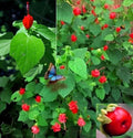 Turk's Cap Seeds - 10 Sleepy Mallow, Wax Mallow - Malvaviscus arboreus - 10/2024 Fresh Seeds