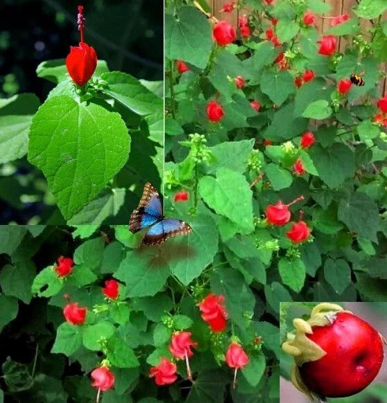 Turk's Cap Seeds - 10 Sleepy Mallow, Wax Mallow - Malvaviscus arboreus - 10/2024 Fresh Seeds