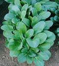 Tatsoi Black Night Seeds 500g - Asian Mustard Microgreens, High Vitamin, Brassica rapa subsp. nipposinica