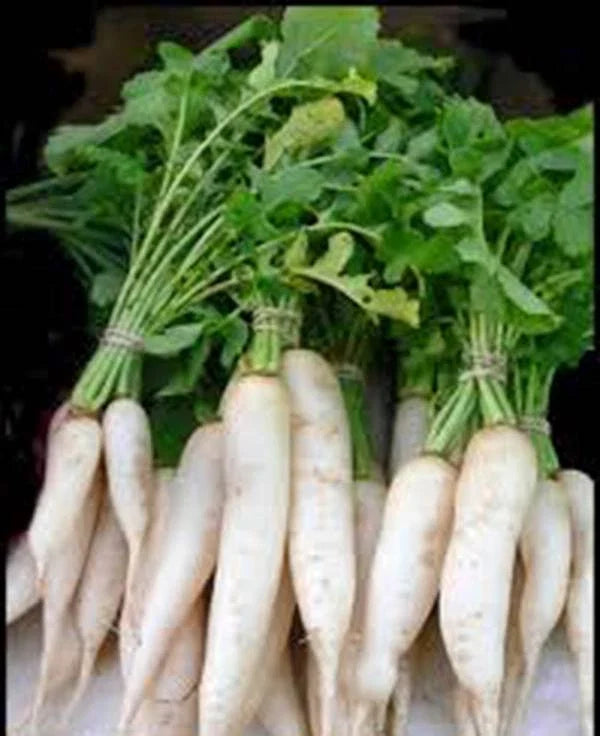Radish Seeds, 1000 Count, Japanese Minowase Daikon, Heirloom, Non-GMO, Organic Vegetable Seeds