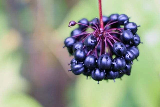 Siberian Ginseng Seeds - 10 Pack - Health Benefits - Eleutherococcus senticosus - Shipped from Iowa
