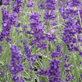 Lavender Herb Seeds - Vera Variety - Fresh Seeds for Planting - Culinary & Aromatic Use - Lavandula angustifolia