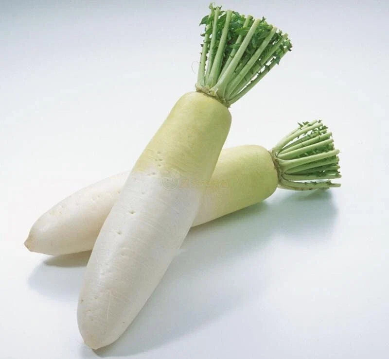 Daikon Radish Seeds - 200+ Heirloom Organic Non-GMO Chinese White Radish Seeds - Perfect for Home Gardening