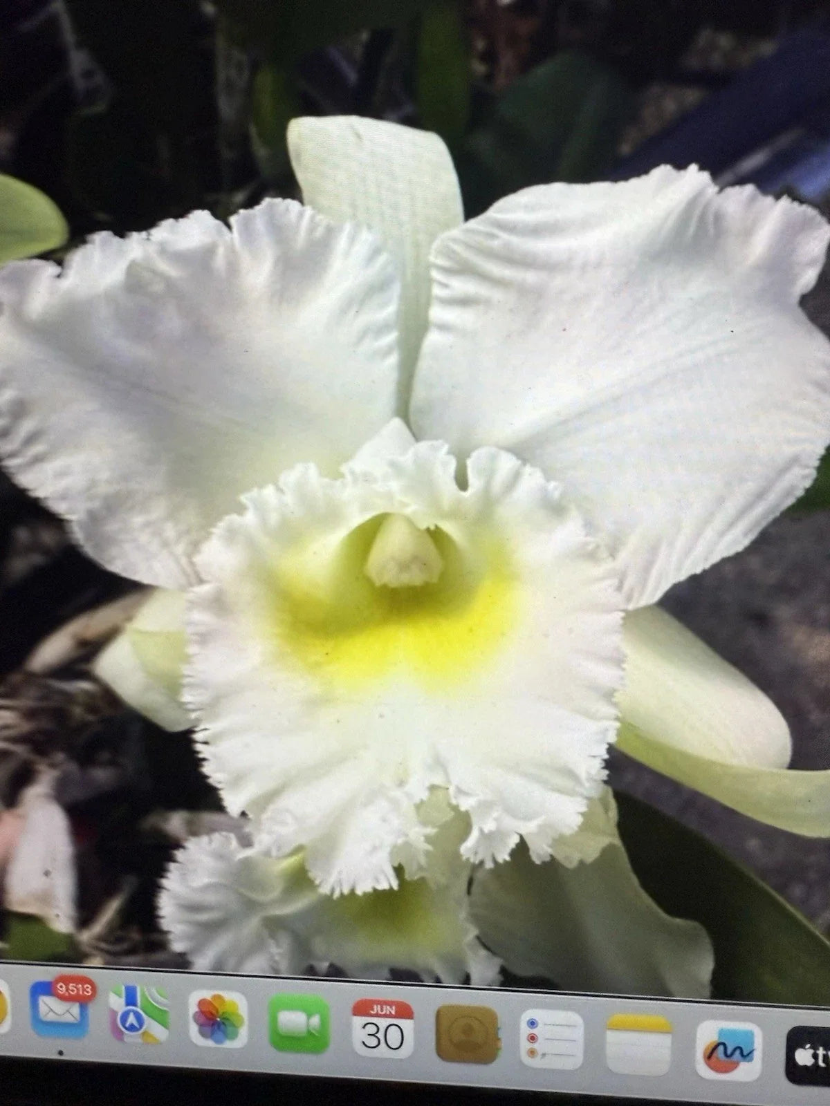 Orchid Plant - 4 Rooted Stem - Bc Pastoral Innocence - Bare Root - Beautiful Flowering Houseplant