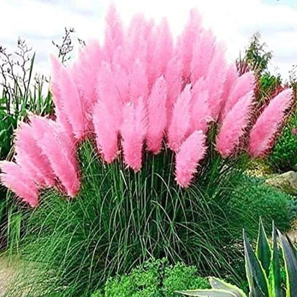 Pink Pampas Grass Seeds - 100 Seeds - Ornamental Grass for Landscaping - Cortaderia selloana