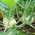 Kohlrabi Seeds 300+ Heirloom White Vienna Vegetable Non-GMO USA Free Shipping