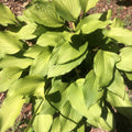 Golden Tiara Hosta Plant - Smaller Shade Perennial with Purple Flowers - Bare Root Live Plant