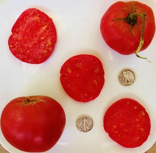 Anna Russian Tomato Seeds - 25 Count - Heirloom Variety - Solanum lycopersicum - Perfect for Home Gardening