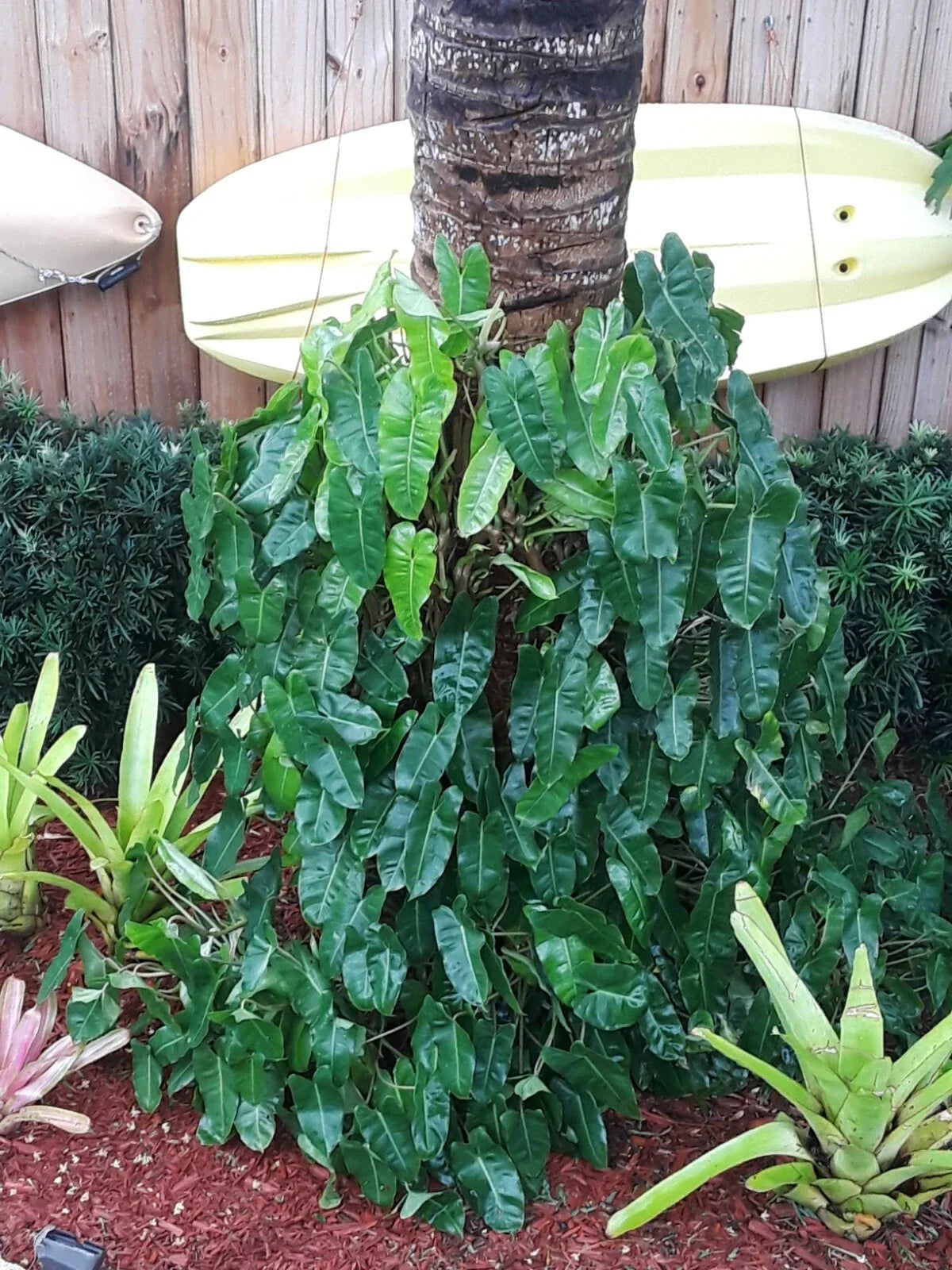 Philodendron Burle Marx Plant Clipping - Tropical Fast Grower - Ideal for Indoor Decor - Philodendron 'Burle Marx'