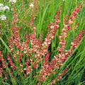Sheep Sorrel Seeds Packet of 100 Seeds Rumex acetosella Edible Herb Garden Plant