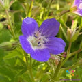25+ Amy Doncaster Geranium Seeds - Flowering Garden Seeds - Pelargonium x hortorum - USA Grown, Free Shipping