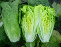 Heirloom Romaine Lettuce Seeds - Paris Island Cos - 500, 1000, 2000, 5000 Seeds - Crispy Variety