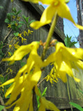 Yellow Bell Forsythia Cuttings - Hardy Ornamental Bush Perennial - Forsythia suspensa - Planting Instructions Included