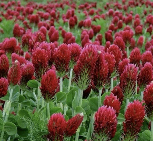 Crimson Clover Seeds 300 Count Non-GMO Inoculated Trifolium incarnatum
