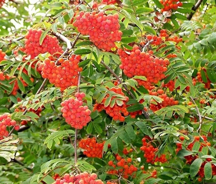 Mountain Ash Tree Seeds - 50 Seeds - Sorbus aucuparia - Ideal for Planting, Ornamental Tree, Hardy Variety