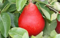Red Clapp's Favorite Pear Seeds - 25+ Seeds for Garden Planting - Pyrus communis - USA