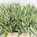 Variegated Dracaena Terrarium Plant - Sanderiana - Indoor House Plant - Live Greenery for Home Decor