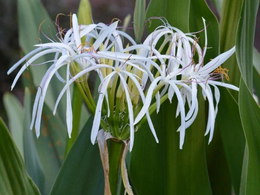 Set of 10 Rooted White Spider Crinum Lilies Bulk Bundle Lot - Crinum amoenum Starter Plants