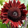 Red Sunflower Seeds, 100 Count, Bright Red Blooms, Helianthus annuus