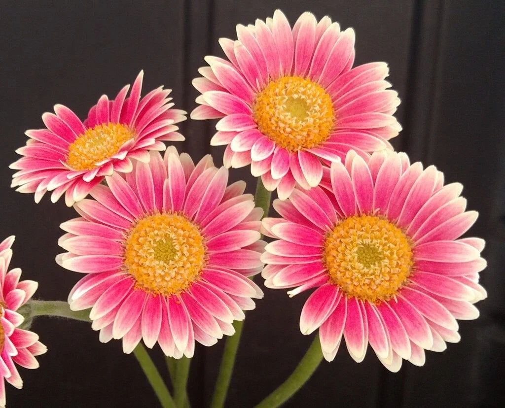 Gerbera Daisy Seeds - 200+ Pink & White Variety - Ideal for Garden Planting - Free Shipping - Gerbera Jamesonii