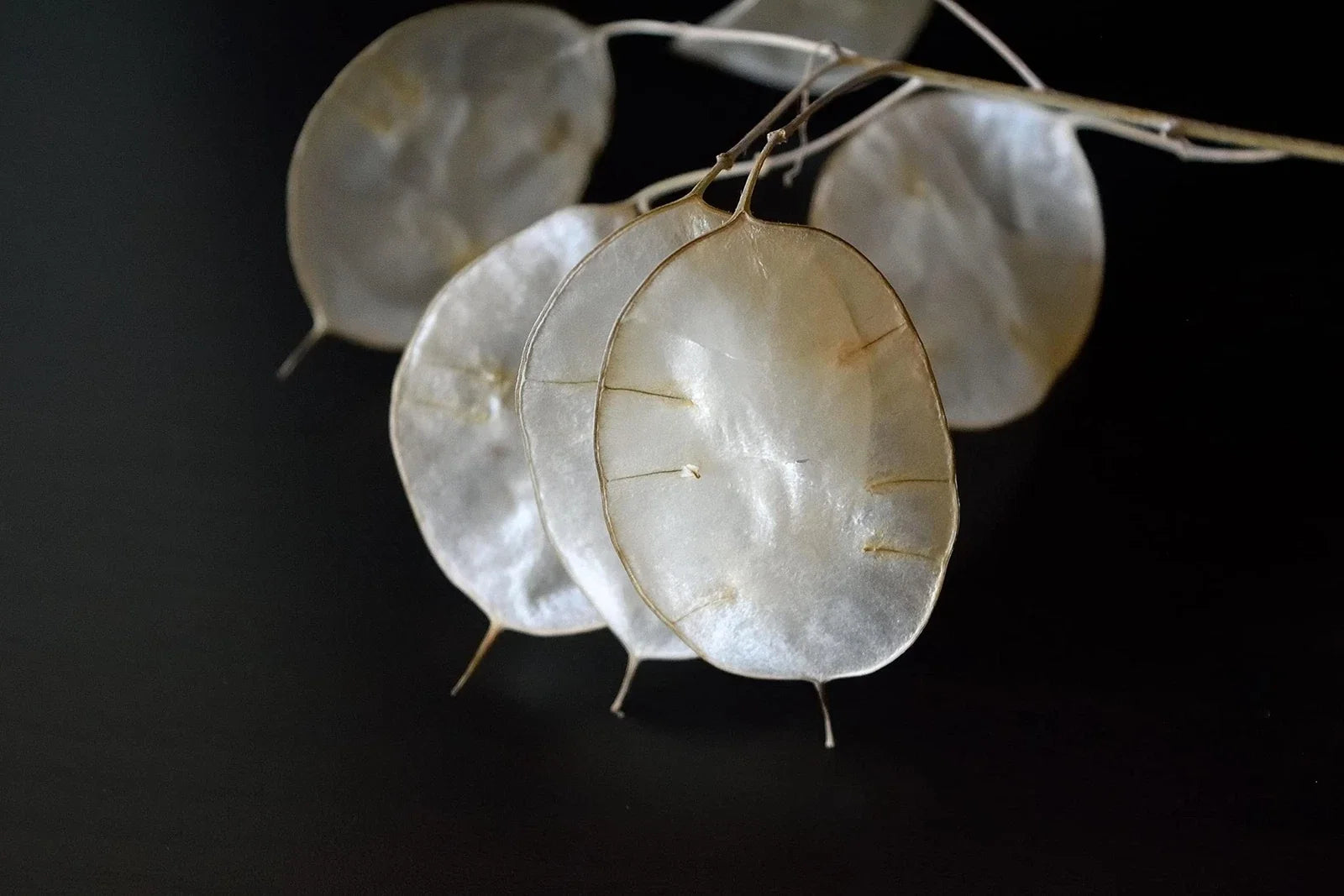 White Money Plant Seeds - 30 Seeds - Lunaria Biennis - Honesty Plant - Easy to Grow Indoor/Outdoor Gardening Seeds