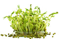 Mung Bean Seeds 2 oz Organic Edible Sprouts Vigna radiata