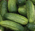 Wisconsin Cucumber Seeds 50+ SMR 58 Pickling Vegetable Garden, Cucumis sativus, Non-GMO, Heirloom