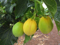 50 Seeds Jatropha Curcas - Rare Physic Nut, Barbados Variety, Diesel Plant, Drought Tolerant Seed