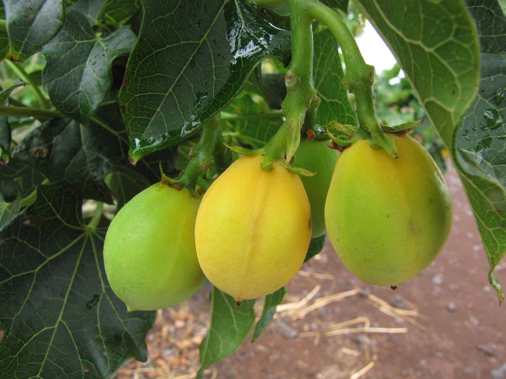 50 Seeds Jatropha Curcas - Rare Physic Nut, Barbados Variety, Diesel Plant, Drought Tolerant Seed