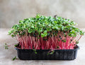 Rambo Radish Microgreen Seeds 16 Ounce - Organic Sprouting Seeds for Salad and Garnish - Raphanus sativus