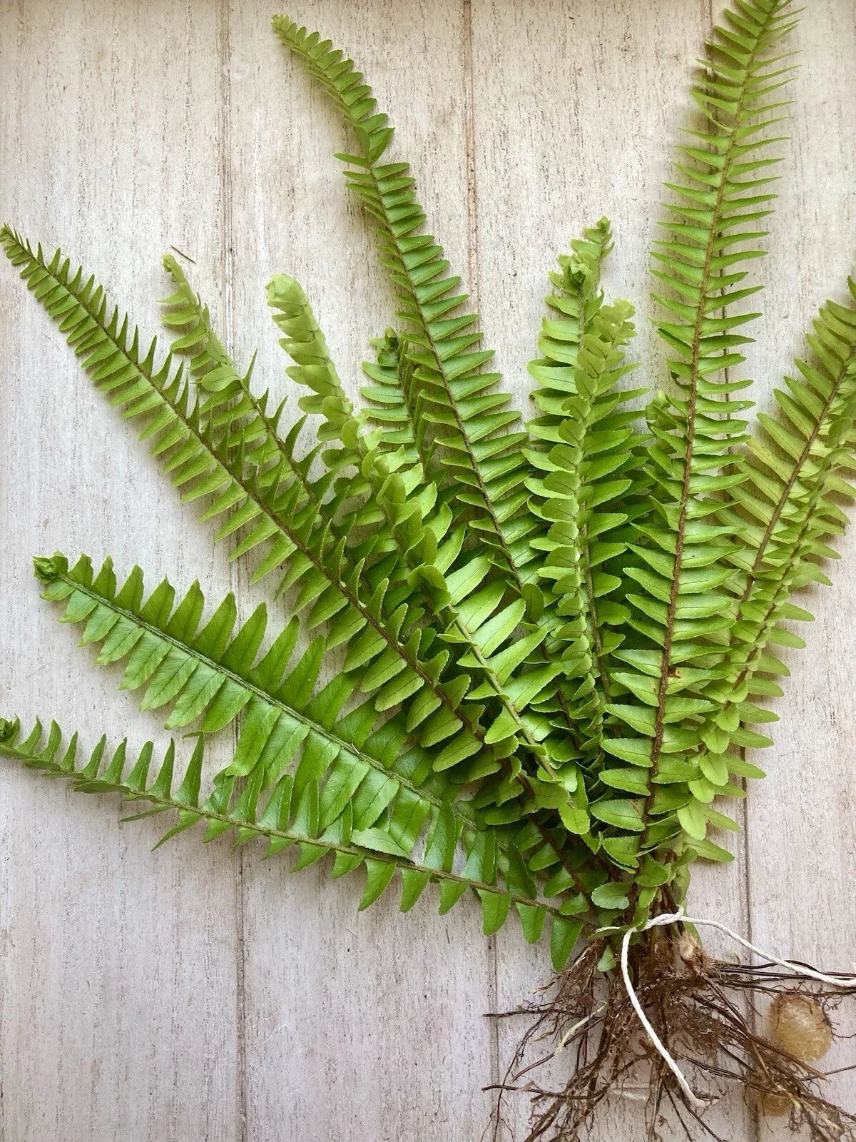 20 Bare Root Ferns - Fresh & Healthy - Perfect for Planting - Ideal for Gardens and Landscapes - (Various Varieties)