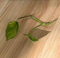 Global Green Pothos Cutting - 2 Leaf 2 Nodes - Unrooted Live Plant - Epipremnum aureum Vining Houseplant